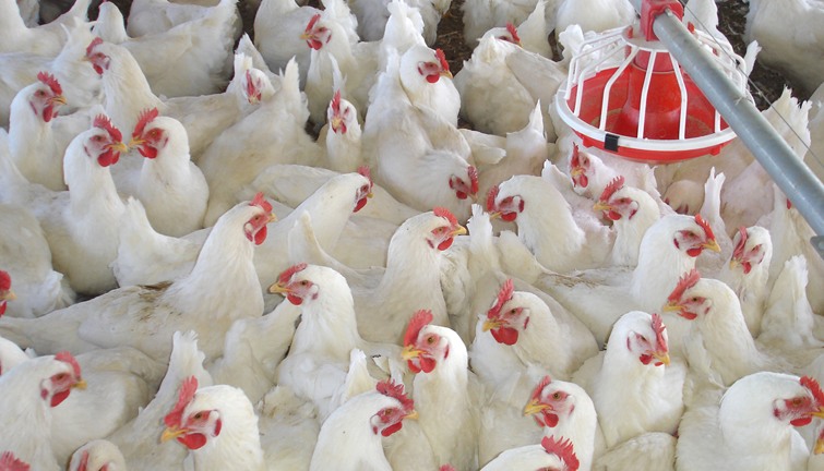 ذبح على الطريقة الاسلامية