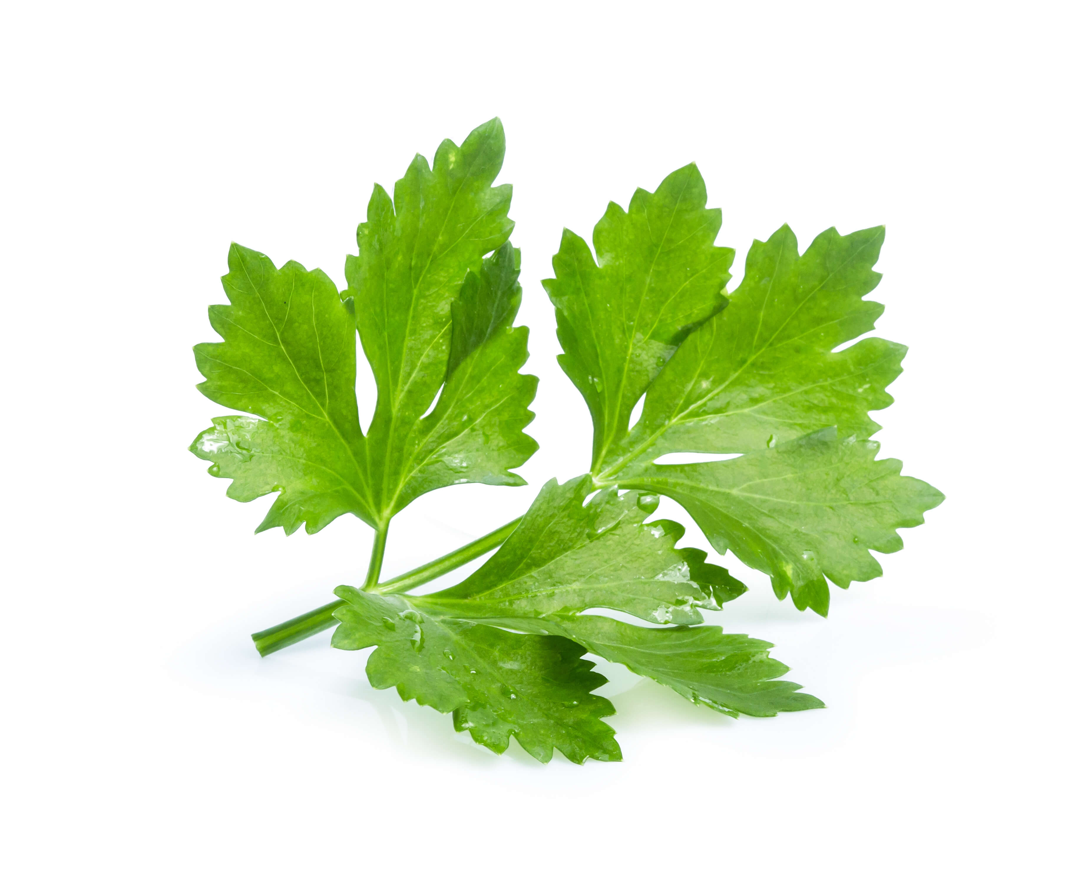 القصبرة Coriande