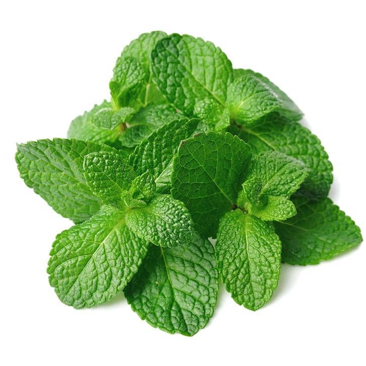 النعناع Menthe