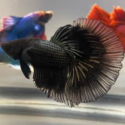 1 حبة سمك فايتر