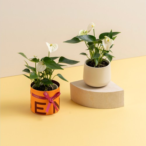 ميني فازة زرع طبيعي