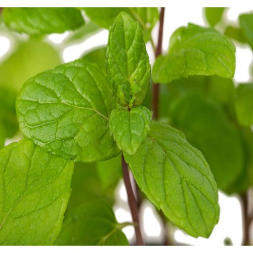 نعناع ومطيبات اضافية للشاي Adding mint and flavorings