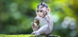 بيع صور احمد